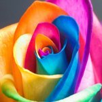 Martin__33
